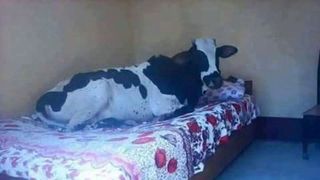 طنز سیاسی؛ گاو آدم نمیشود