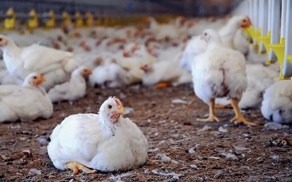 پرندگان چه میگویند؟؛ دانشمندان جاپانی با هوش مصنوعی به درک احساسات مرغها میپردازند