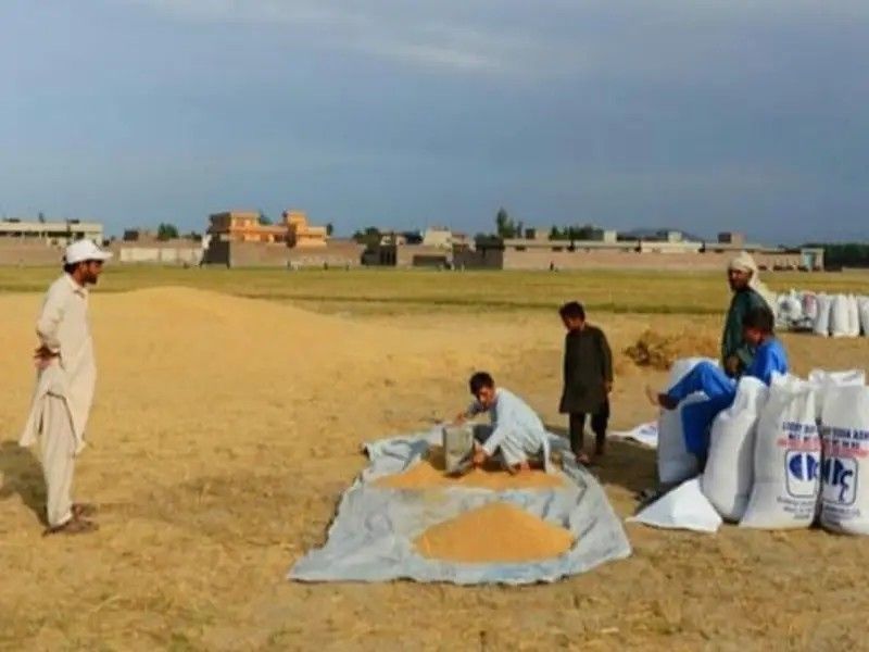 کشاورزان افغان: به‌رغم کاهش محصولات گندم، طالبان بر جمع‌آوری عشر اصرار دارد