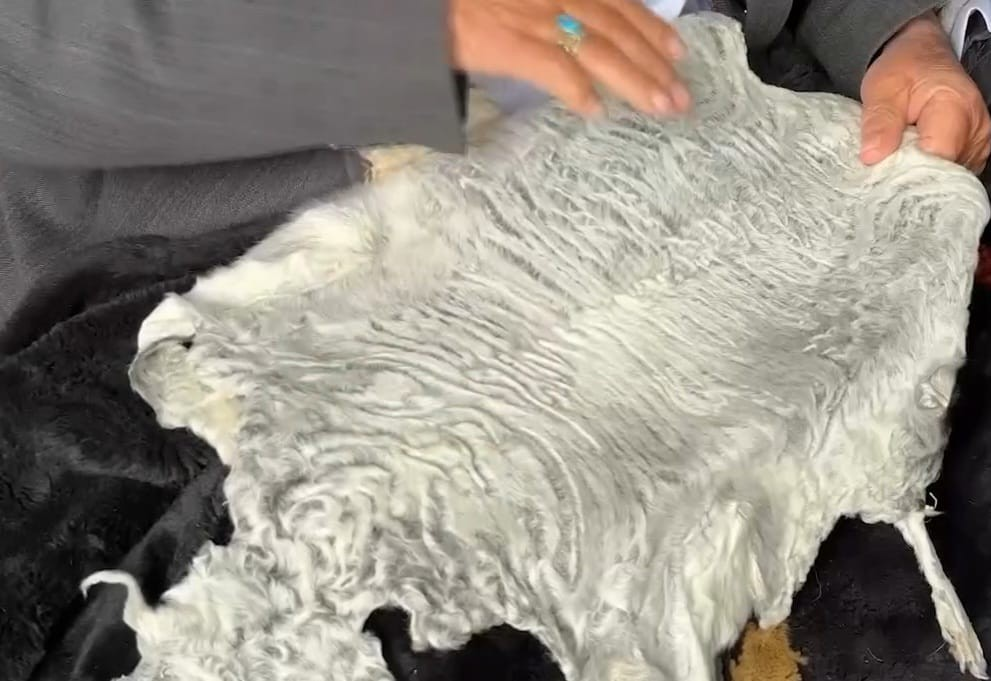 تېرکال د حیرتان بندر له لارې تر ۳۶زره ډېر د قرقل پوستکي بهر ته صادر شوي