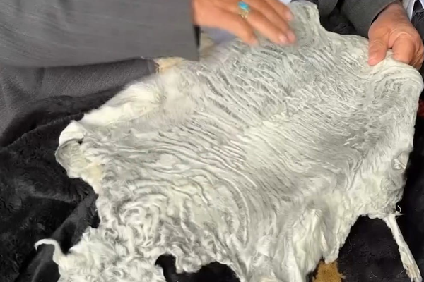 تېرکال د حیرتان بندر له لارې تر ۳۶زره ډېر د قرقل پوستکي بهر ته صادر شوي