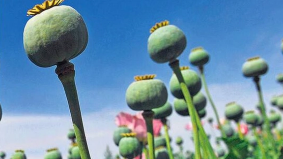 د ملګرو ملتونو راپور: افغانستان د طالبانو له بندیز سربېره د تاریاکو پراخه زېرمې لري