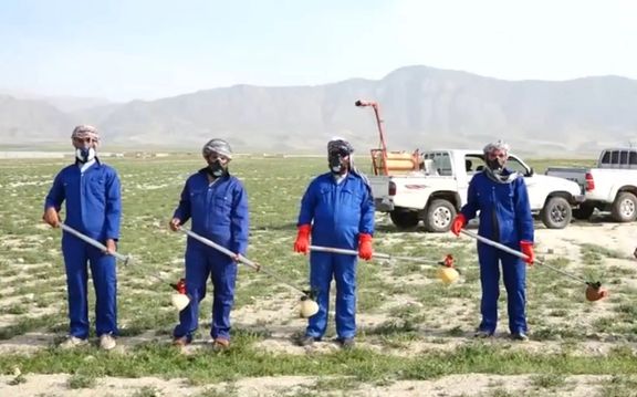 طالبانو په بلخ کې د هغو ملخانو د له منځه وړلو کمپاین پیل کړی چې فصلونه زیانمنوي