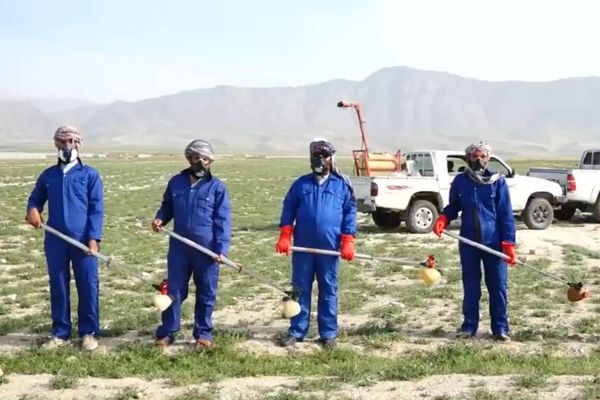 طالبانو په بلخ کې د هغو ملخانو د له منځه وړلو کمپاین پیل کړی چې فصلونه زیانمنوي