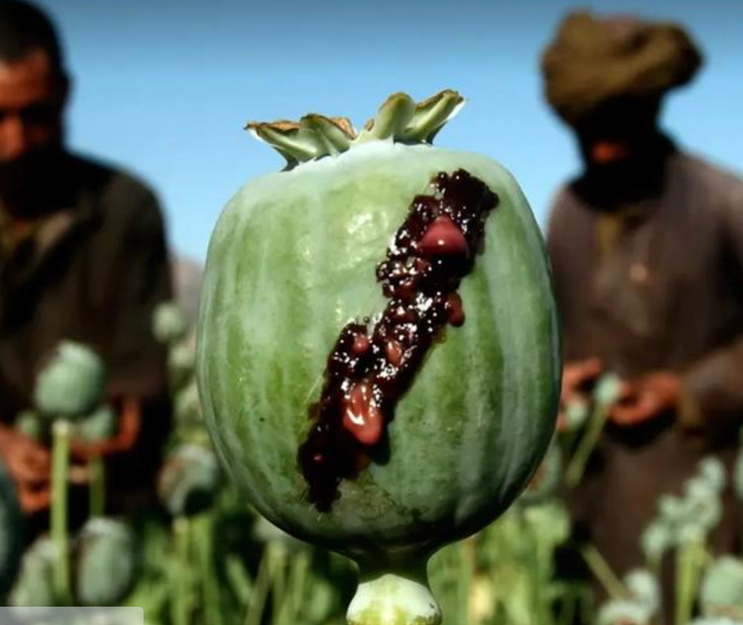 UN’s World Drug Report 2023 States Afghanistan Produces 80% of Opium in World