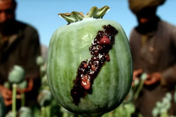 UN’s World Drug Report 2023 States Afghanistan Produces 80% of Opium in World