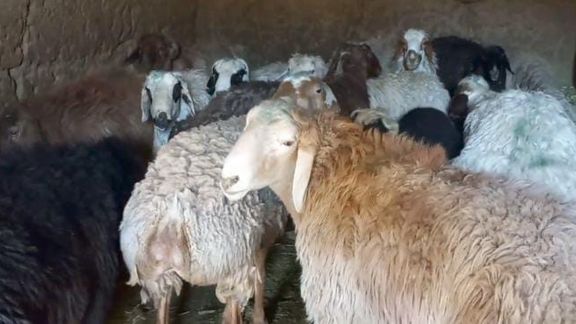 سازمان بهداشت جهانی در آستانه عید قربان درباره افزایش تب کریمه کنگو در افغانستان هشدار داد