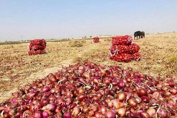 د میوو او سبزیجاتو ساتنه؛ چین په بلخ کې د ۲۳۰ مېلیونه ډالرو په لګښت سړه خونه جوړوي