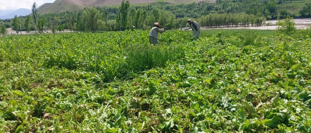 طالبان ترسل قوات عسكرية إلى بدخشان لتدمير مزارع الخشخاش