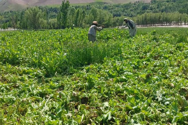 طالبان ترسل قوات عسكرية إلى بدخشان لتدمير مزارع الخشخاش