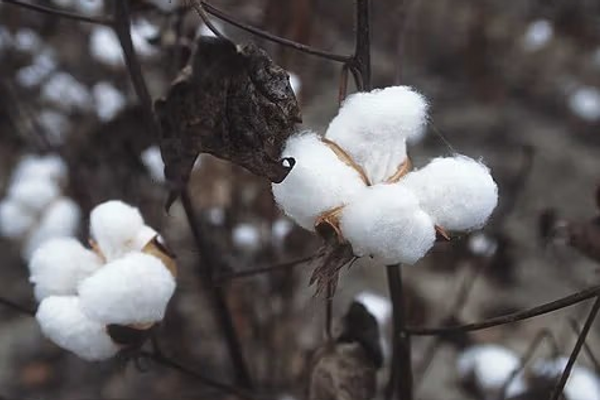 تېر ۲۰۲۵کال کې؛ تر ۱۰۰زره ټنه ډېره پنبه نړۍوالو بازارونو ته صادره شوې