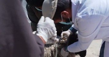 کمیته هالند برای افغانستان: در یک سال بیش از ۸ میلیون دالر در بخش مالداری هزینه کردیم