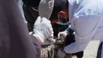 کمیته هالند برای افغانستان: در یک سال بیش از ۸ میلیون دالر در بخش مالداری هزینه کردیم