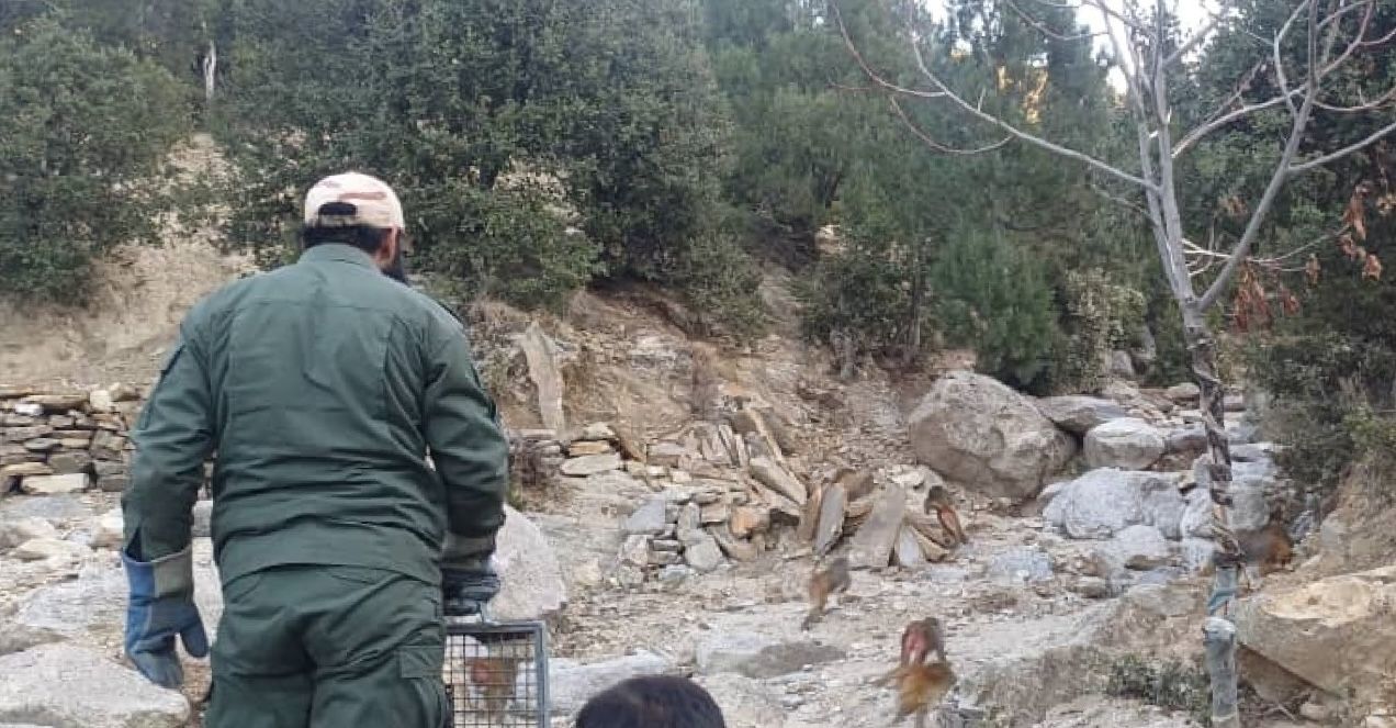 طالبانو د لغمان په ځنګلونو کې د چاپيریالي نظم د ساتلو لپاره ۱۱ بیزوګان او ۲ مرغان خوشې کړل