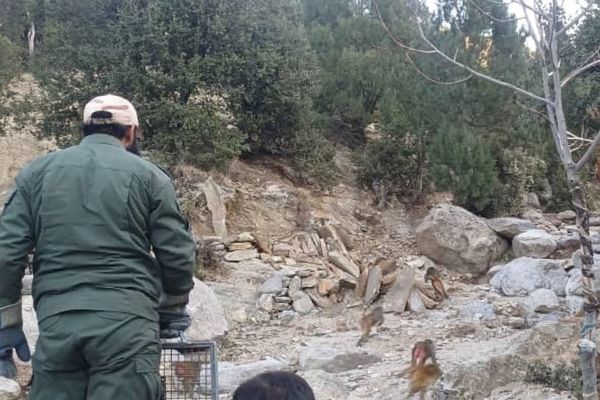 طالبانو د لغمان په ځنګلونو کې د چاپيریالي نظم د ساتلو لپاره ۱۱ بیزوګان او ۲ مرغان خوشې کړل