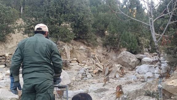 طالبانو د لغمان په ځنګلونو کې د چاپيریالي نظم د ساتلو لپاره ۱۱ بیزوګان او ۲ مرغان خوشې کړل