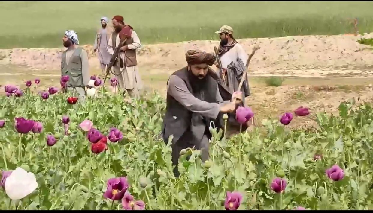طالبان وايي په تخار کې یې پر ۲۰۰۰ جریبه ځمکه کرل شوي تاریاک له منځه وړي دي