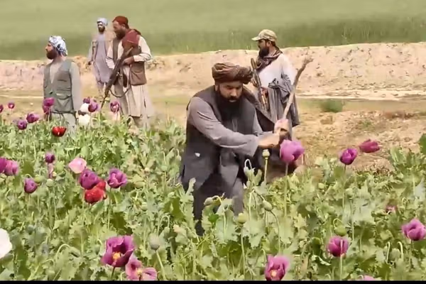 طالبان وايي په تخار کې یې پر ۲۰۰۰ جریبه ځمکه کرل شوي تاریاک له منځه وړي دي