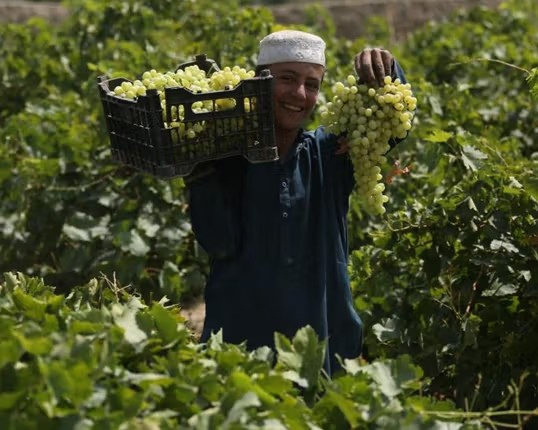 طالبان وایي په لوګر کې بڼوالي ۸۰ سلنه په پرمختللي سیستم سمبال شوې ده