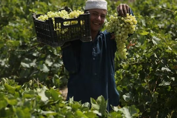 طالبان وایي په لوګر کې بڼوالي ۸۰ سلنه په پرمختللي سیستم سمبال شوې ده