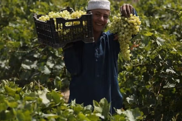 طالبان وایي په لوګر کې بڼوالي ۸۰ سلنه په پرمختللي سیستم سمبال شوې ده