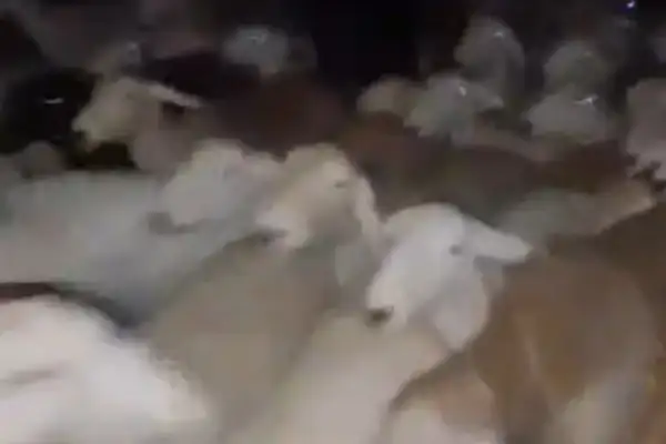 د طالبانو په همکاري له بدخشان نه تاجکستان ته «۵۰۰۰» پسونه قاچاق شوي