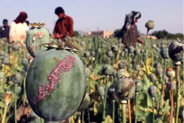 CIS Raises Alarm Over Continued Drug Trafficking From Afghanistan