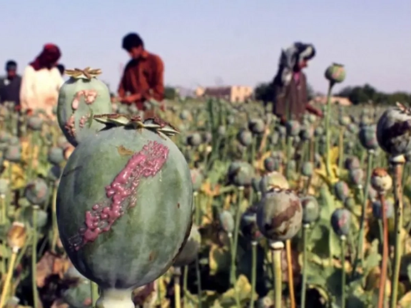 CIS Raises Alarm Over Continued Drug Trafficking From Afghanistan