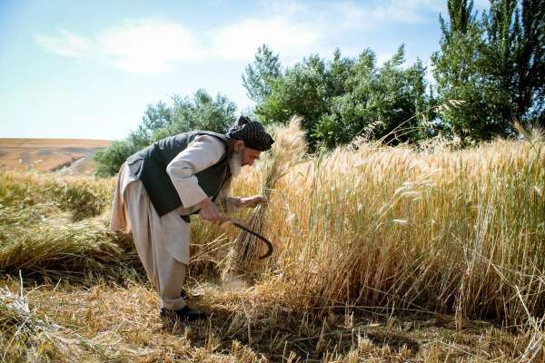ملل متحد: خشکسالی فعالیتهای کشاورزی و دامداری را در نیمی از افغانستان مختل کرده است