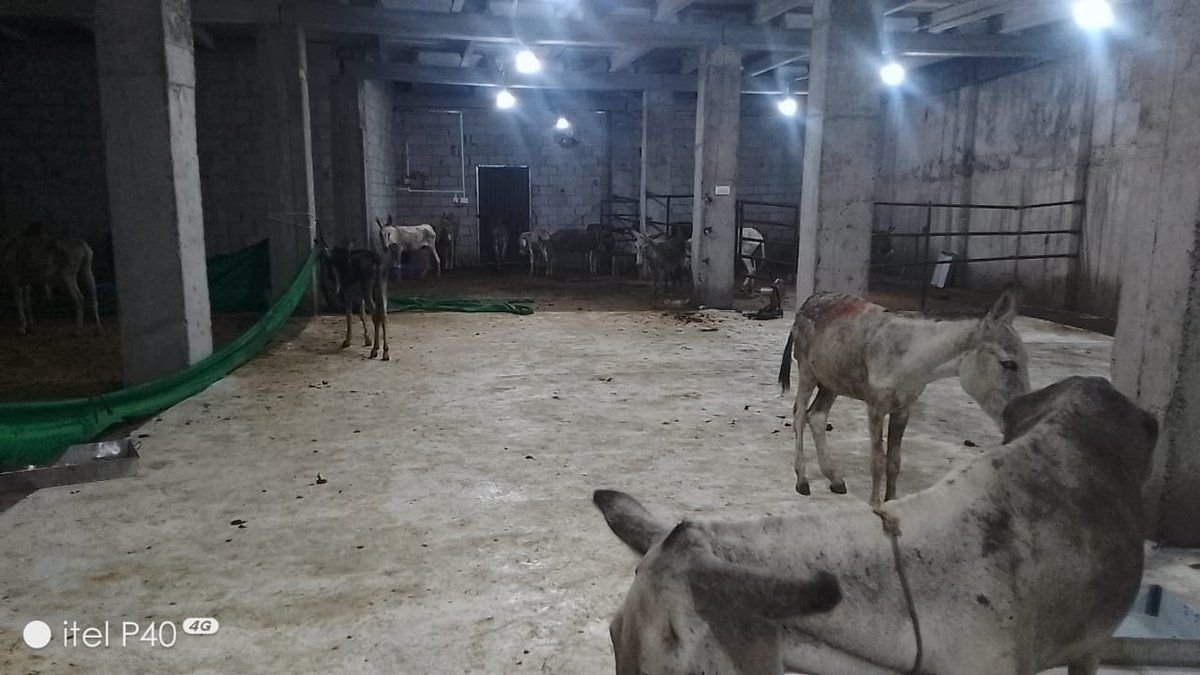 کشف بیش از ۹۳۰ کیلو گوشت الاغ در اسلام‌آباد