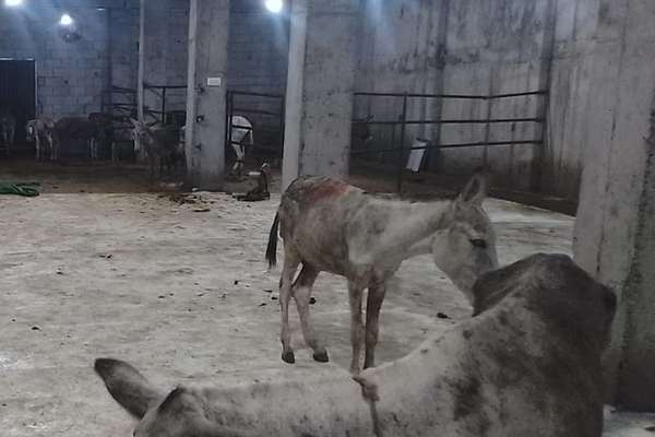 کشف بیش از ۹۳۰ کیلو گوشت الاغ در اسلامآباد