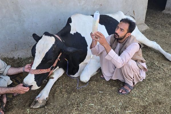 ملګري ملتونه: په افغانستان کې میلیونونه څاروي د «طبق» ناروغۍ له خطر سره مخ دي
