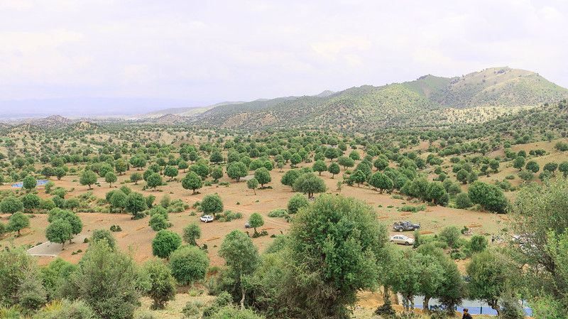 گزارش خبرگزاری فرانسه از افزایش علاقه افغان‌ها به درخت‌کاری