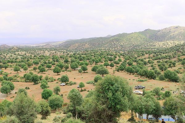 گزارش خبرگزاری فرانسه از افزایش علاقه افغانها به درختکاری