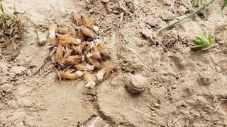 ملګري ملتونه: مراکشي ملخان د افغانستان په شمالي سیمو کې د کروندو لپاره جدي ګواښ دی