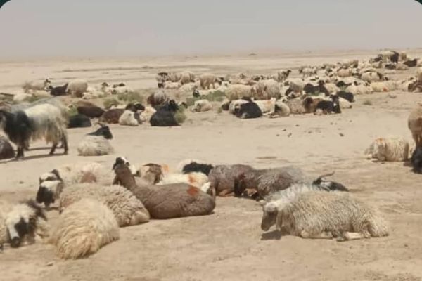 د کندهار په سپین بولدک کې د ۲۵۰۰ پسونو د قاچاق مخه نیول شوې