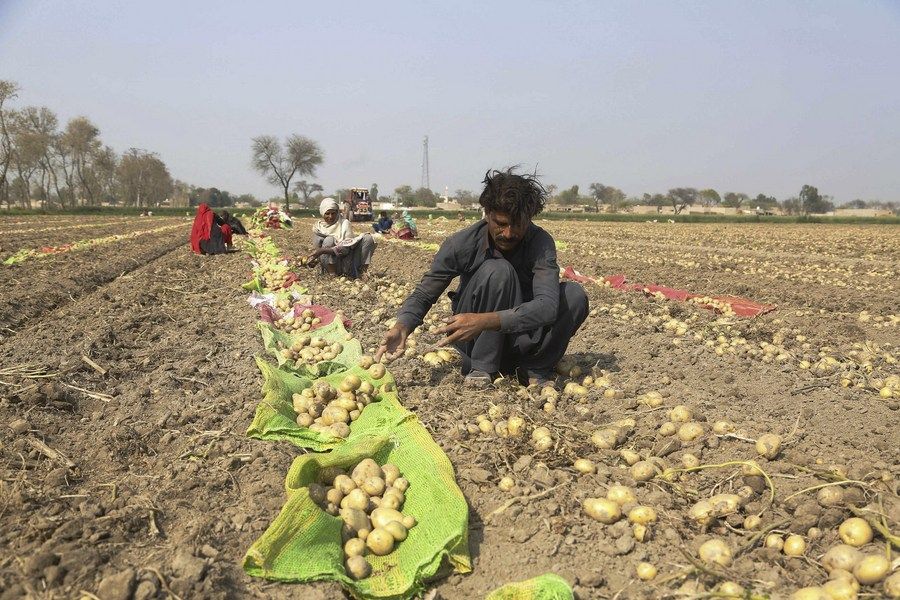 پر ډیورنډ بندې دروازې؛ پاکستان کې الوګان خورا ارزانه شوي او کاروباریان یې تاواني کړي