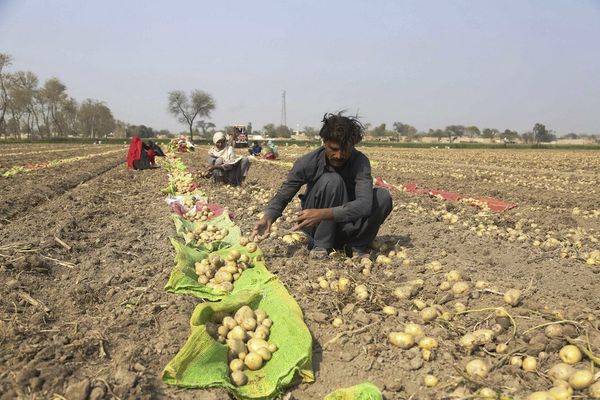 پر ډیورنډ بندې دروازې؛ پاکستان کې الوګان خورا ارزانه شوي او کاروباریان یې تاواني کړي