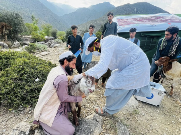 الأمم المتحدة تحذر من خطر فقدان نصف مليون حيوان في مناطق الزلزال بأفغانستان