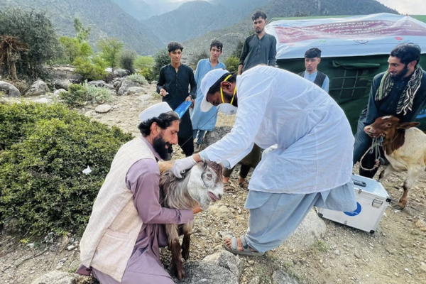الأمم المتحدة تحذر من خطر فقدان نصف مليون حيوان في مناطق الزلزال بأفغانستان