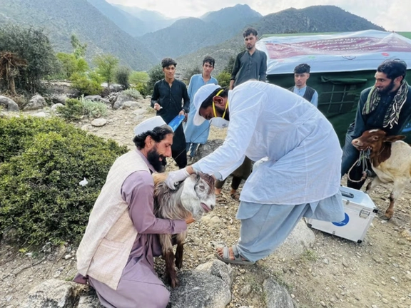 الأمم المتحدة تحذر من خطر فقدان نصف مليون حيوان في مناطق الزلزال بأفغانستان