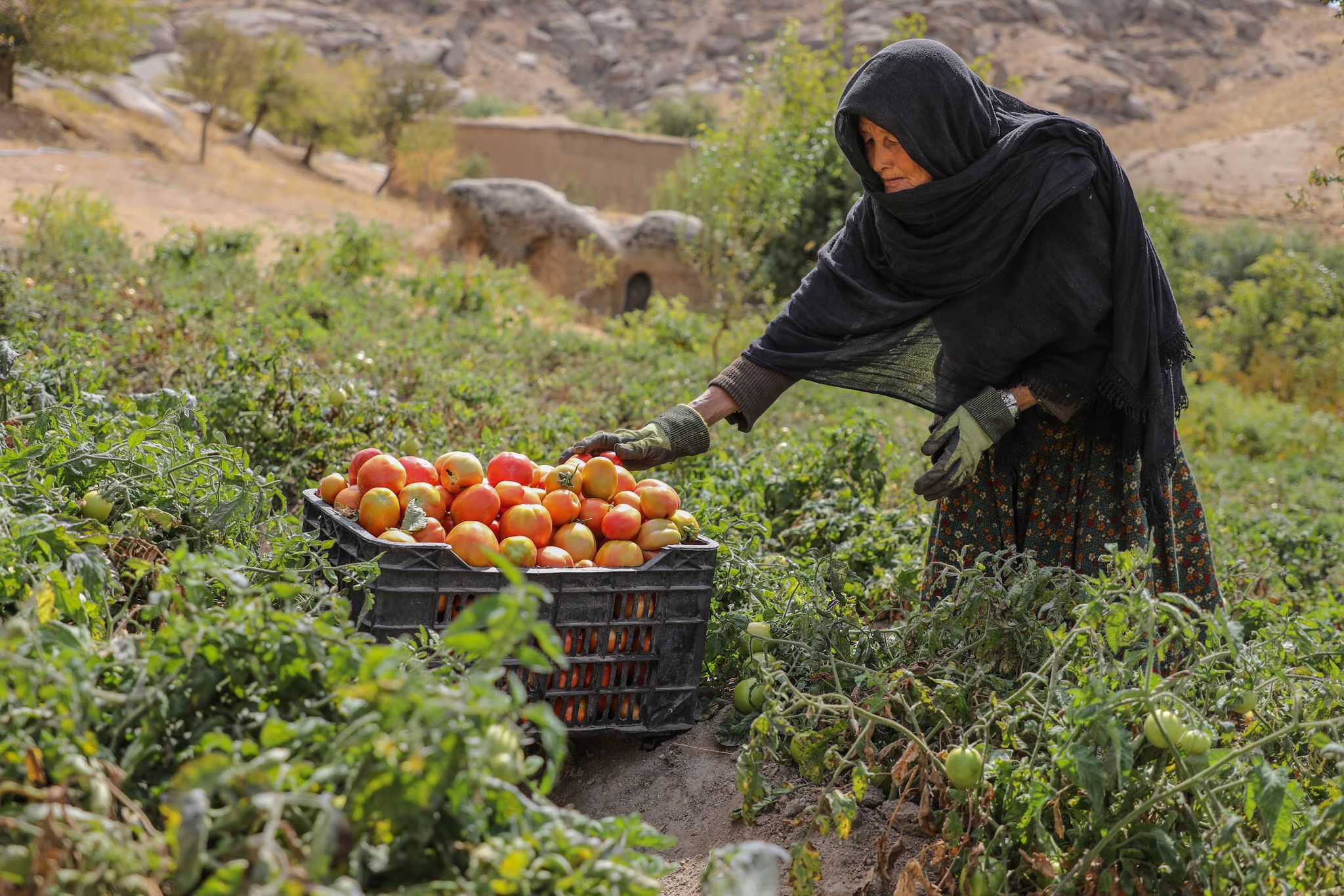 سازمان ملل برنامه‌ای را برای حمایت از معیشت جوامع روستایی افغانستان آغاز کرد