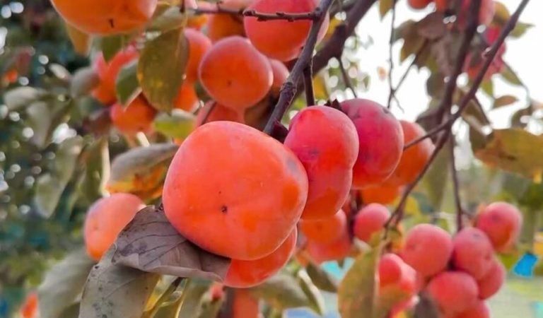 په خوست کې د املوکو حاصلات زیات شوي خو کروندګر وايي د پلور بازار یې ښه نه دی