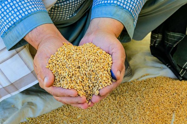 اروپایي ټولنه: د اقلیم بدلون په افغانستان کې کرنه او خوراکي خوندیتوب ګواښي