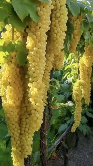 د طالبانو د کرنې وزارت: سږکال د انګورو په حاصلاتو کې ۳۶ سلنه زیاتوالی راغلی