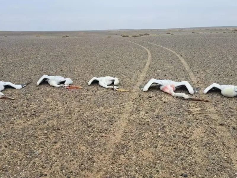 طالبان: عاملان شکار پرندگان کمیاب در نیمروز بازداشت شدند