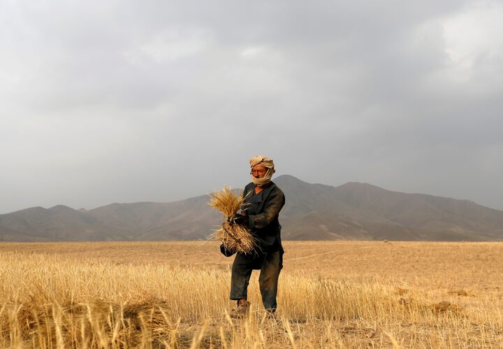 کشاورزان افغان از کاهش محصولات خود بر اثر تغییرات اقلیمی خبر می‌دهند
