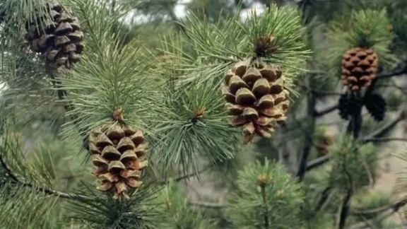 د خوست او پکتیکا بازارونو کې یو کیلوګرام ځڼغوزي ۱۷ سوه افغان پلورل شوي