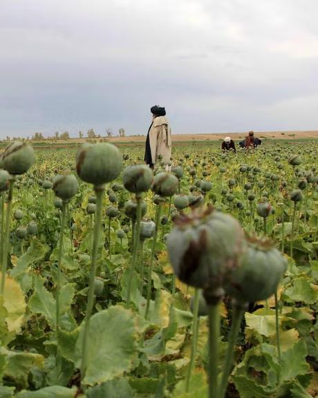 ملګرو ملتونو په افغانستان او نړۍ کې د جرمي شبکو پر وړاندې د مبارزې پر اړتیا ټینګار کړی