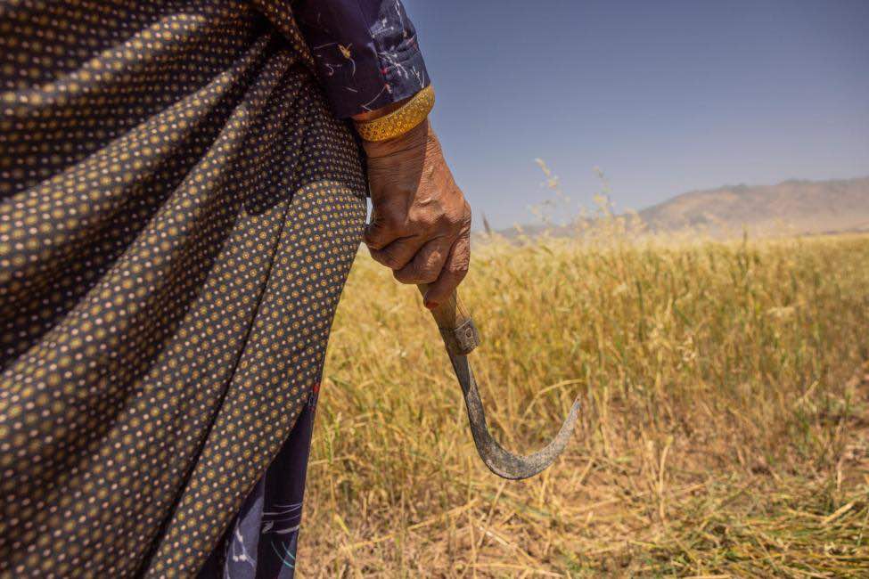 د کډوالۍ نړۍوال سازمان: افغانستان کې ۹ میلیونه کسان د اقلیمي بدلون له امله اغېزمن شوي